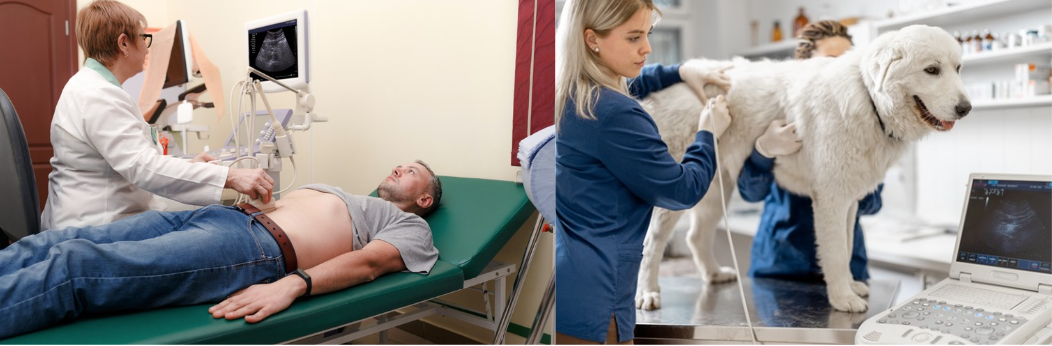 Ultrasounds in both Humans and Animals Pictures